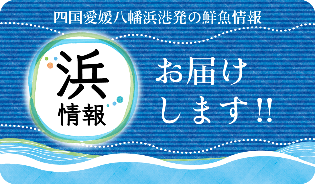 四国愛媛八幡浜港発の鮮魚情報、浜情報をお届けします！